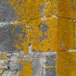 Lichens